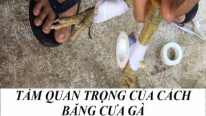 Tầm quan trọng của cách băng đúng cựa gà