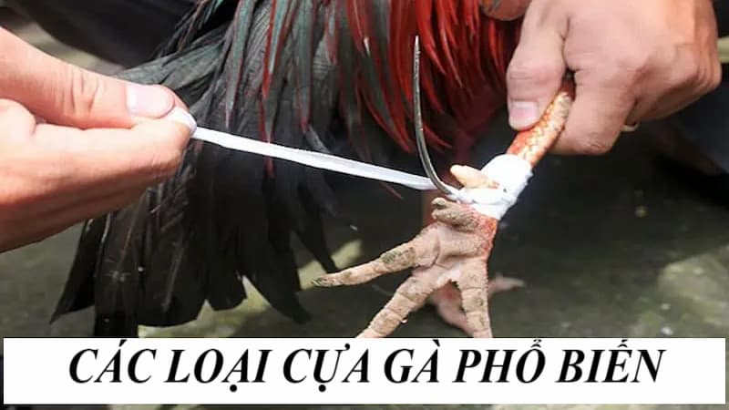 Những loại cựa phổ biến và cách băng
