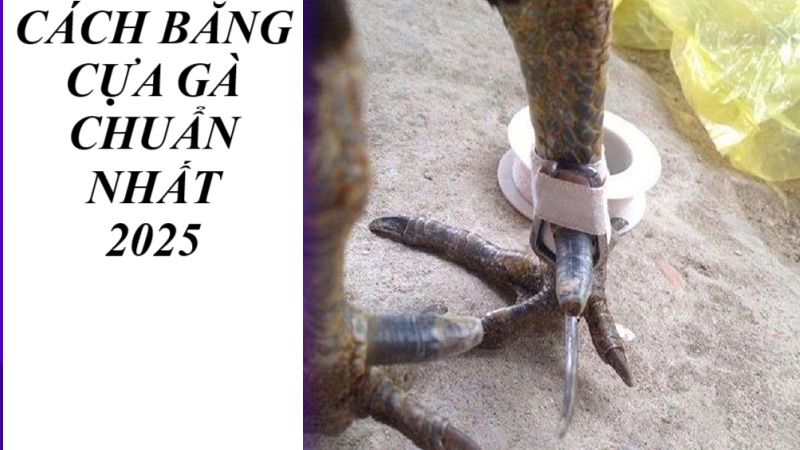 Cách băng cựa chuẩn nhất 2025