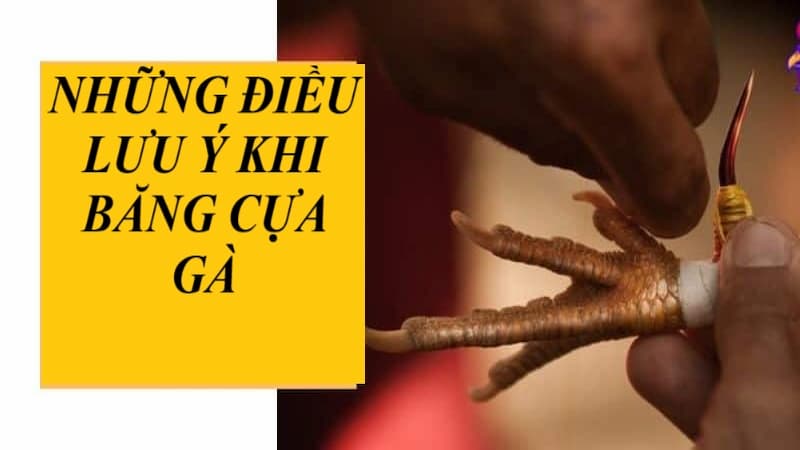 Những điều cần lưu ý khi băng cựa cho gà đá