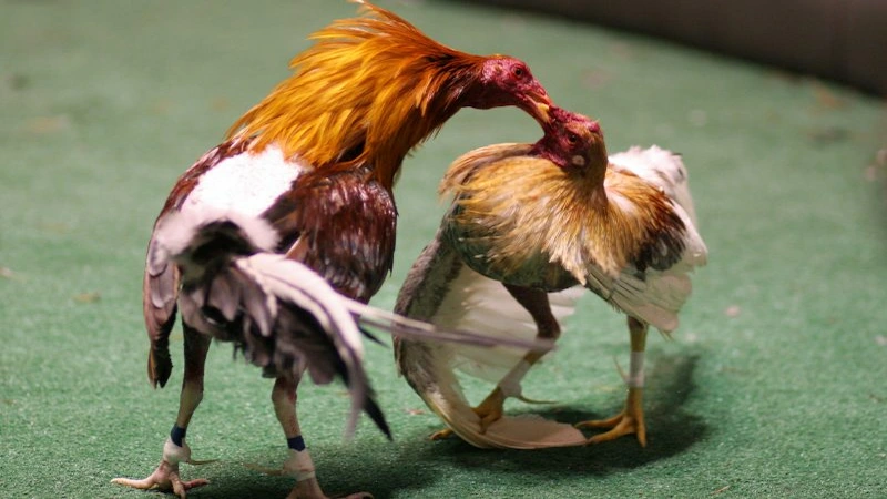 Tầm quan trọng của cách chọn gà đá cựa sắt đúng đắn