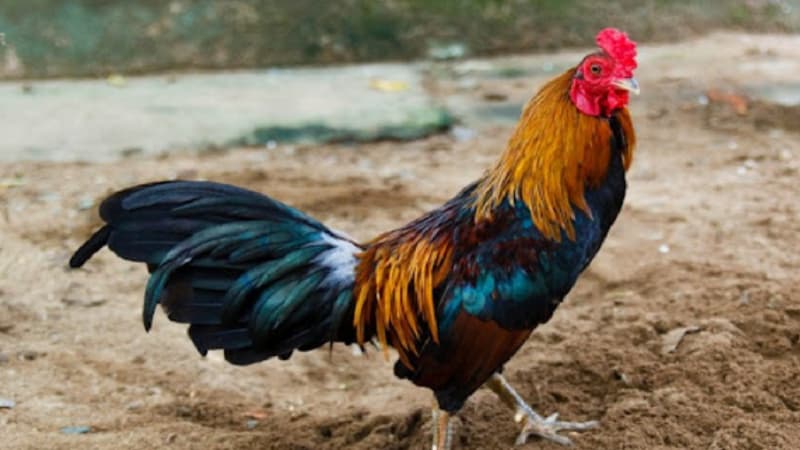 Cách huấn luyện gà đá qua các bài tập