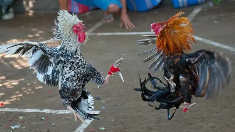 Chế độ dinh dưỡng trong quá trình huấn luyện