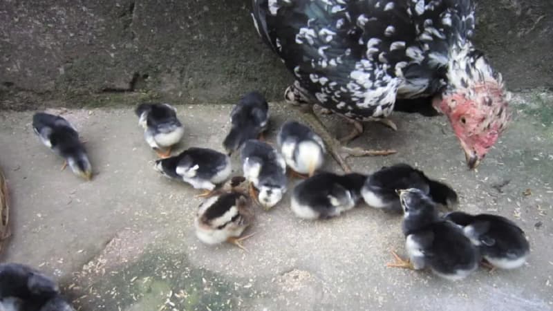 Cách nuôi gà chọi con là gì?