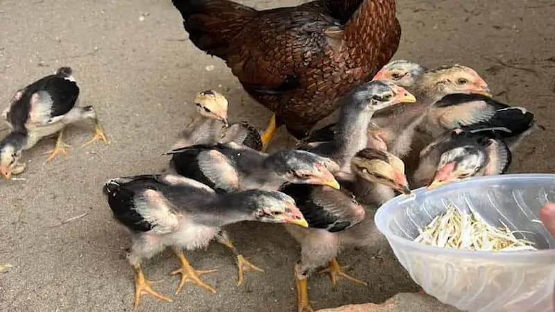 Cách nuôi gà chọi con với chế độ ăn uống