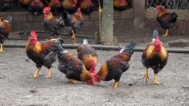 Chăm sóc sức khỏe và phòng bệnh với gà chọi con