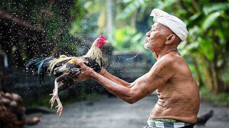 Cách nuôi gà chọi con với kỹ thuật huấn luyện