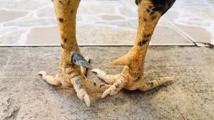 Vì sao chọn cựa gà phù hợp quan trọng?