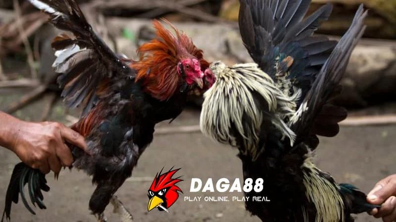 Sơ lược về sảnh game đá gà DAGA88