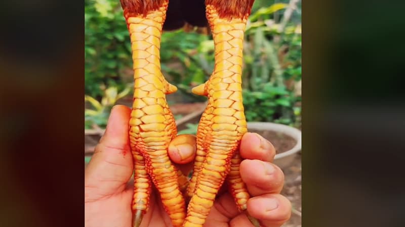 Đặc điểm nhận dạng về gà đại giáp