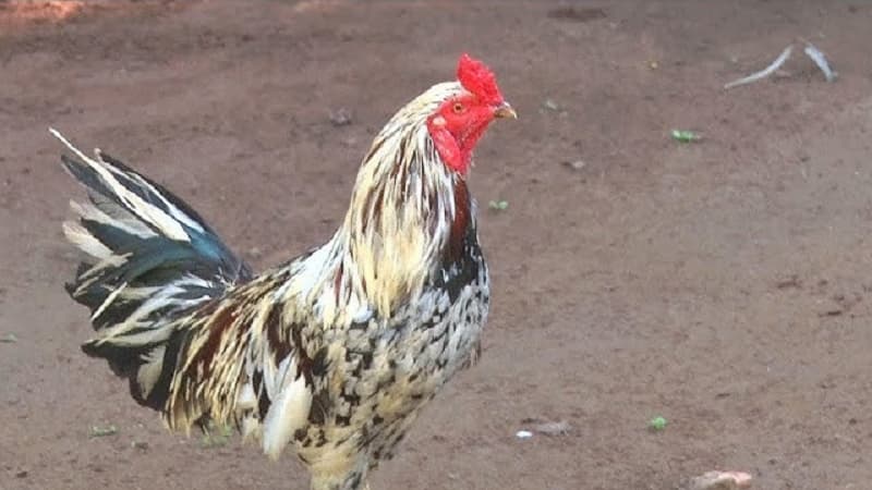 Khả năng chiến đấu của gà đại giáp