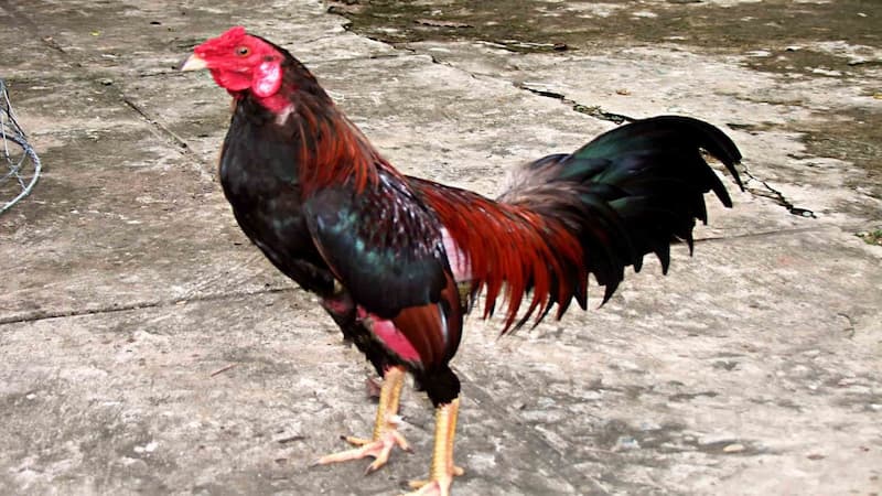 Cách chọn và chăm sóc gà đại giáp