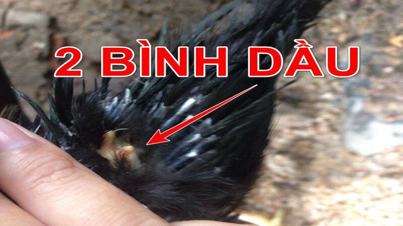 Gà hai bình dầu là loại gà gì?