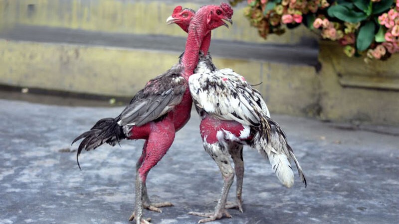 Tố chất chiến đấu của gà hai bình dầu được thể hiện ra sao?