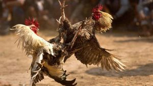 Nguồn gốc và sự quý hiếm của Gà 6 Cựa Thần Kê