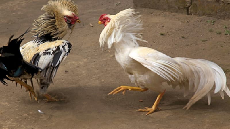 Bí quyết chọn và nuôi dưỡng Gà 6 Cựa Thần Kê