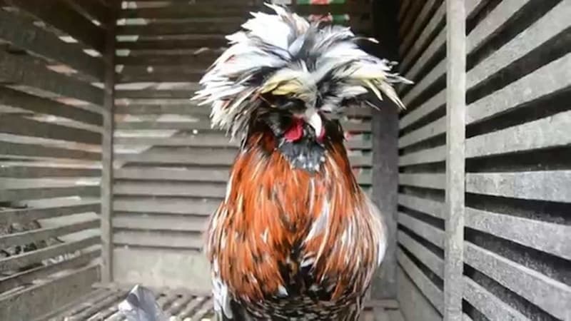 Đầu nhỏ, mào to và chân thanh mảnh