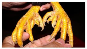 Hình mẫu gà có nhiều cựa