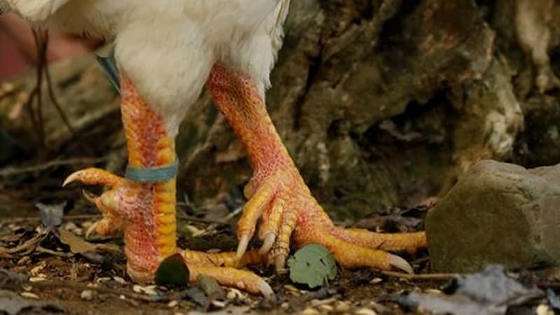 Giống gà Phú Thọ có nhiều cựa