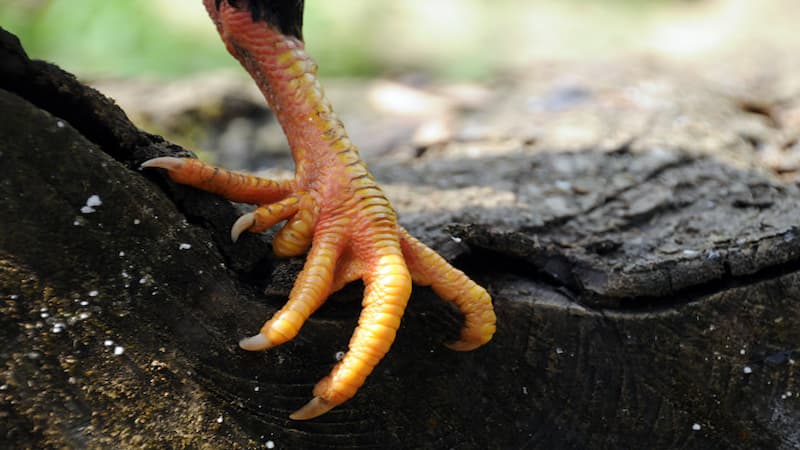 Gà có nhiều cựa rừng