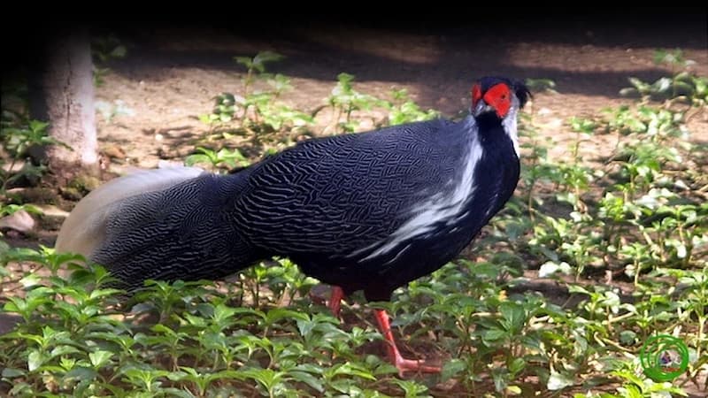 Giá trị của gà có nhiều cựa