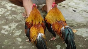 Đôi nét về Gà Song Nhãn Thần Kê