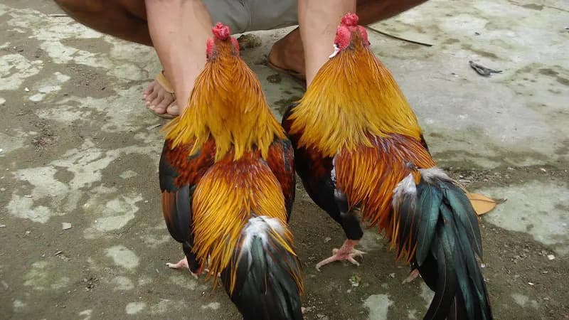 Đôi nét về Gà Song Nhãn Thần Kê