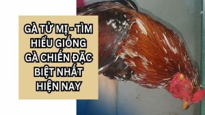 Đặc điểm ngoại hình của gà Tử Mị – Nhận diện chiến kê bí ẩn