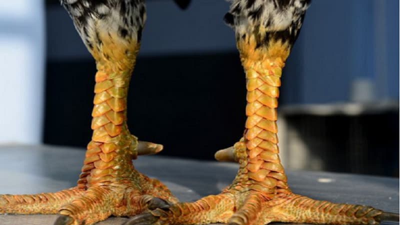 Vảy gà đẹp là gì?